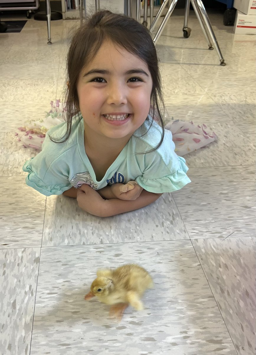 We measured the height and weight of our duck today! And took it out to play of course 🐤 <a href="/Ms_Moskowitz/">Lara Moskowitz</a> <a href="/BurnetHillElem/">Burnet Hill School</a> <a href="/MrsGeorge4Math/">Nicole George</a> <a href="/DoctorGemellaro/">Dorian Gemellaro</a>