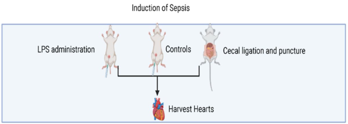 Emily Trunnell PhD 🐀 tweet media