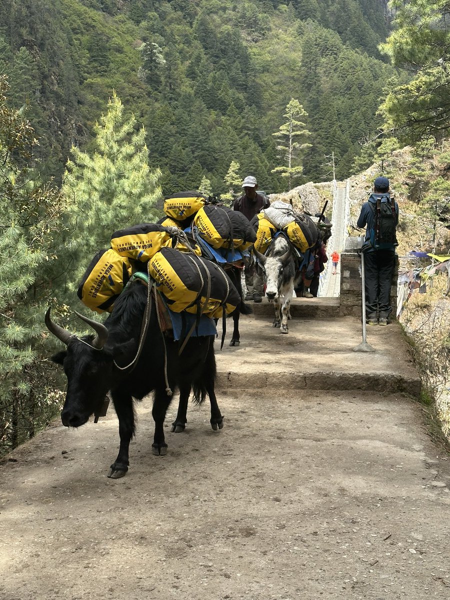 JaredSudworth's tweet image. Last day of trekking done 13 mile up and down from Namche to Lukla and across the Hillary Bridge again 👀
Just got to survive a flight from the worlds most dangerous airport back to Kathmandu now 😳 #lukla #Nepal