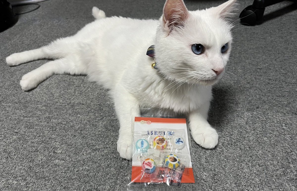 usagiya11's tweet photo. お久しぶりです
三郎助です🐾
通販サイトASKULのプレゼントでいただきました🍭
かわいい💕

#ねこのいる生活 
#白猫
#眠そうな猫
#金太郎飴 https://t.co/A50ulLI3HI