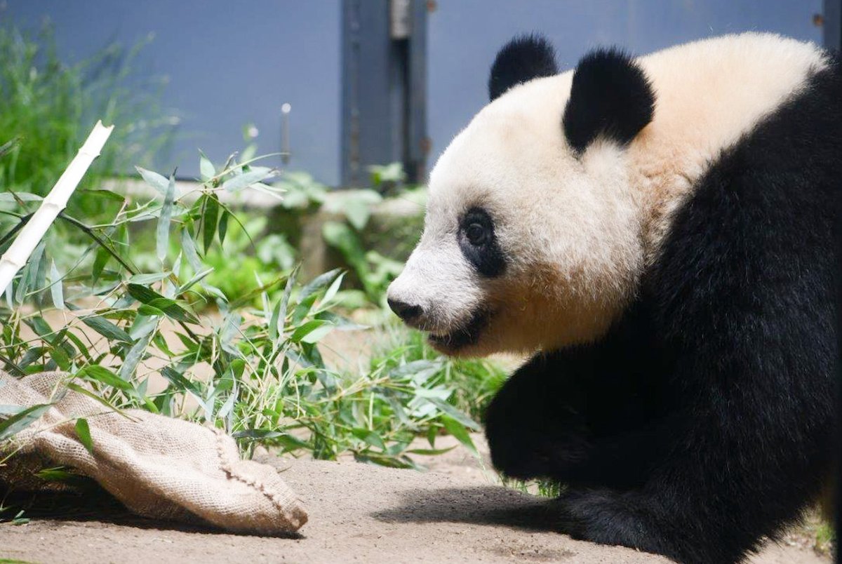 シャンちゃん🍎おはよう
#シャンシャン #香香 #xiangxiang #ジャイアントパンダ #giantpanda