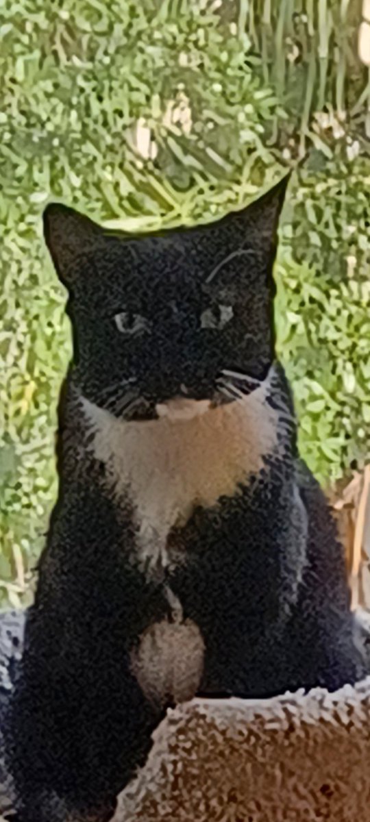1HashHoward's tweet photo. Dolly Delightful and Dixie T Kitty announce the Berta test of a new tool for Kitties to use to communicate: #CatsApp . https://t.co/WekoBBPyA1
