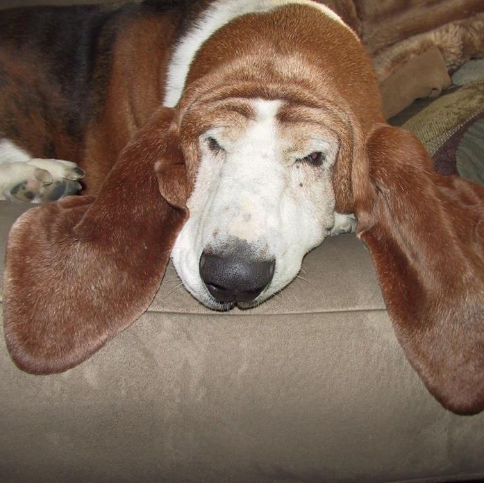 @HeatherThomasAF @gunsnrosesgirl3 Maybe you just need to be wooed with a big pair of basset ears, hmm Heather?🤣