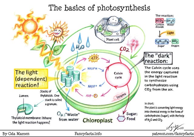 guides_cool's tweet image. Sometimes I use big words I don&apos;t understand so I can sound more photosynthesis.