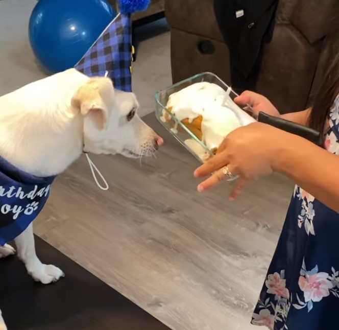 Happy Birthday to this special Dog Dojo. Thank you for filling our life with love, joy, happiness, and tail wags. We are so grateful to share this journey with you🥳

#puppycakellc #cakefordogs #dogcakemix #dogbirthdaycakekit #birthdaycakefordogs #cakemixfordogs