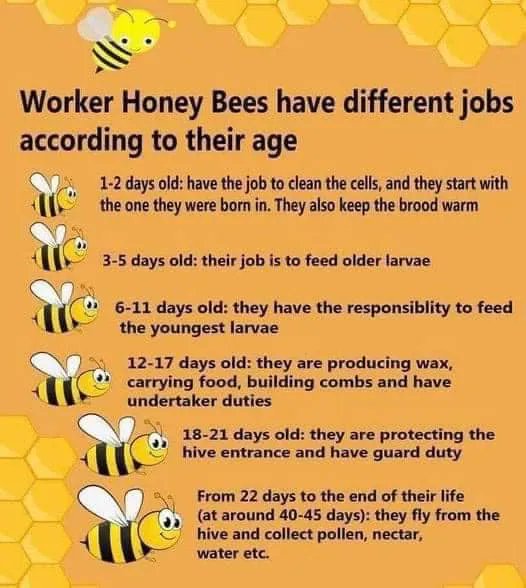 #workerbees #honeybees #jobs