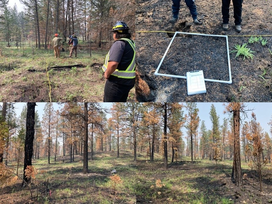 Post-burn fire effects monitoring plot re-measurement with Ktunaxa Nation Guardians. Amazing flush of grasses and herbs 2 weeks post-burn. Really happy with the results. #?Aq'amCommunity #ecosystemresilience #goodfire