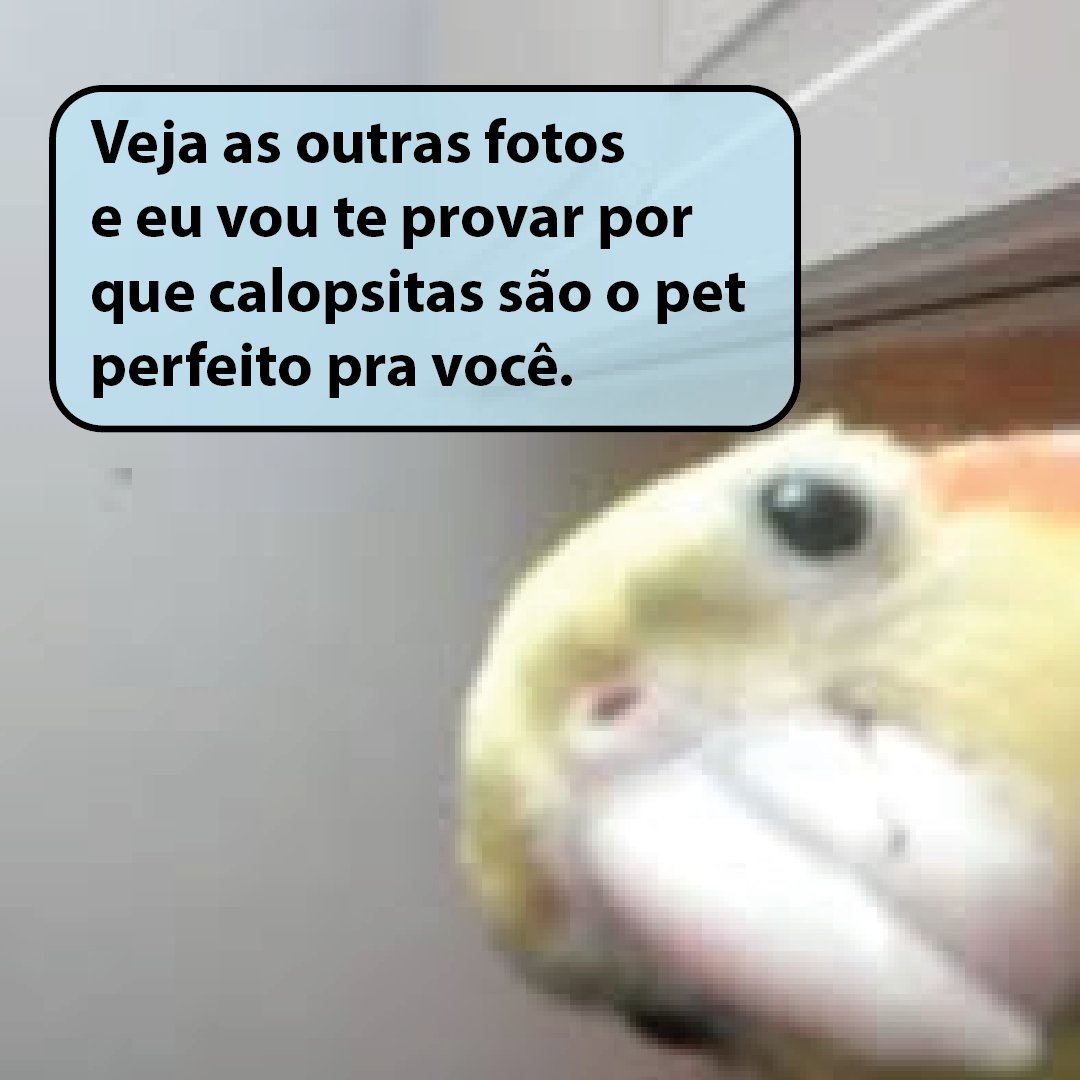 rondilismo's tweet photo. Vamos falar de calopsitas
#calopsitas #calopsitafortaleza https://t.co/vYfeUcTmkc