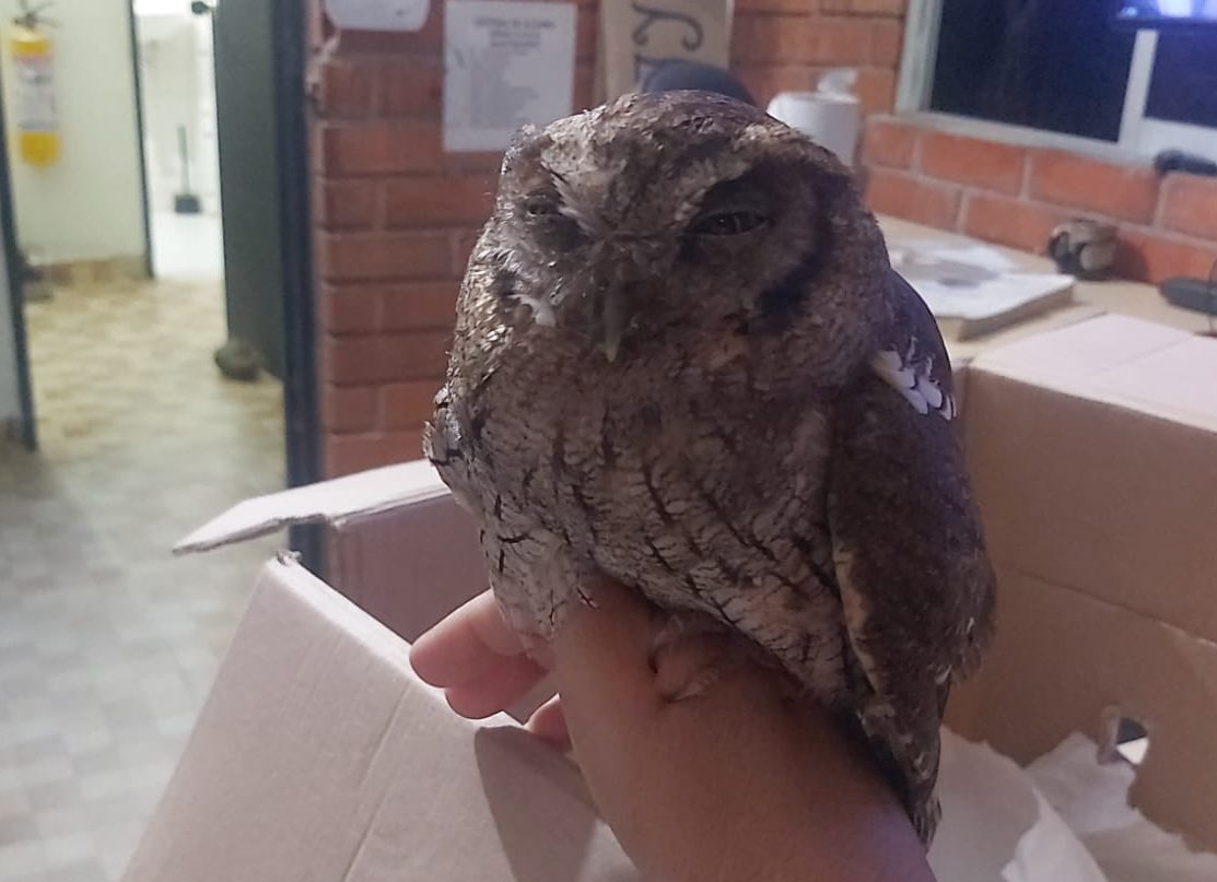 Ante la oportuna información con #ProtecciónAmbiental en #PiedecuestaMásSegura rescatamos un búho 🦉 que fue entregado a la @CARCDMB. 

#YoProtejoLosAnimales #DiosYPatria