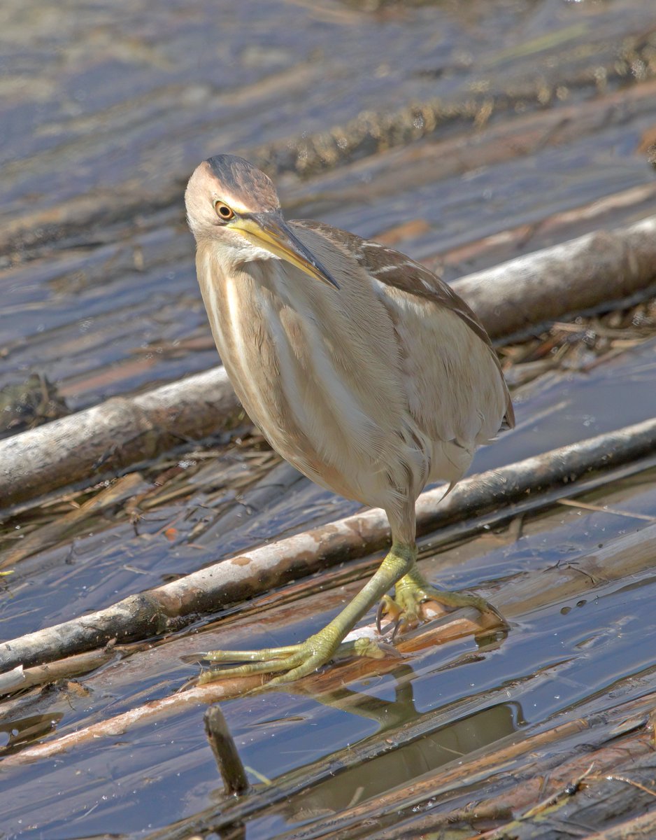 Little Bittern. Majorca