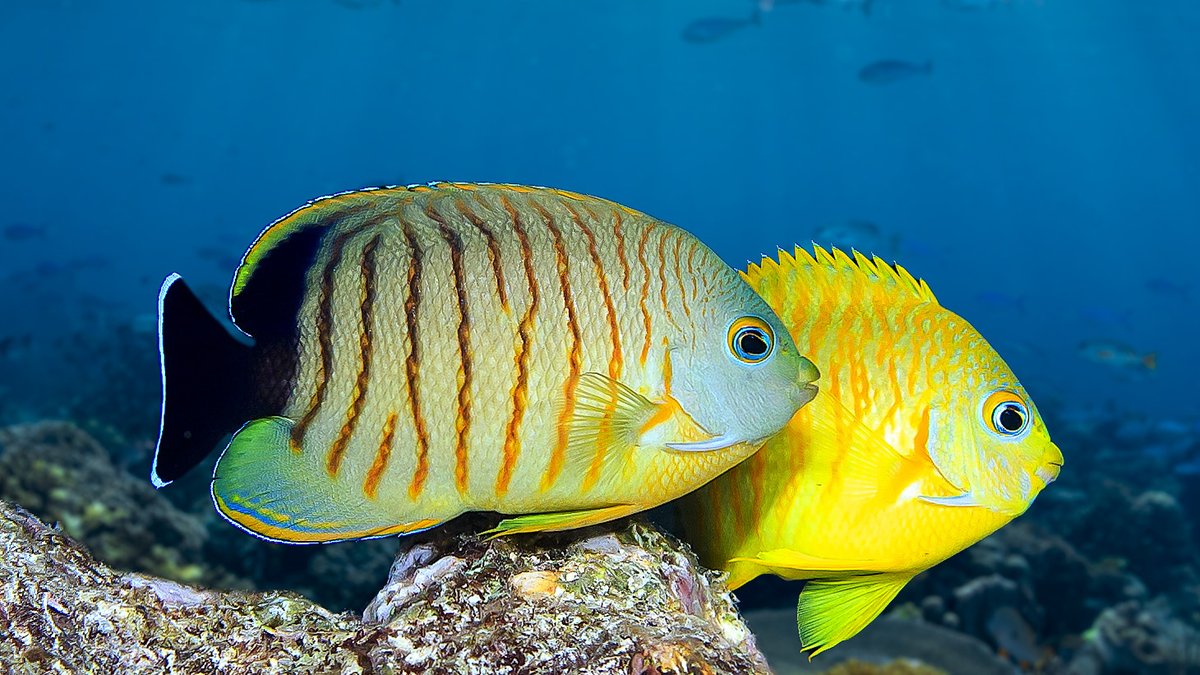 While the gut microbiota 🦠 is distinct between parent species of pygmy angelfish 🐠 hybrid fish actually share similar microbiota to both parents. So, shifts in the gut microbiome may indicate speciation in hybrid species. nature.com/articles/s4200… Credit: Tane Sinclair-Taylor
