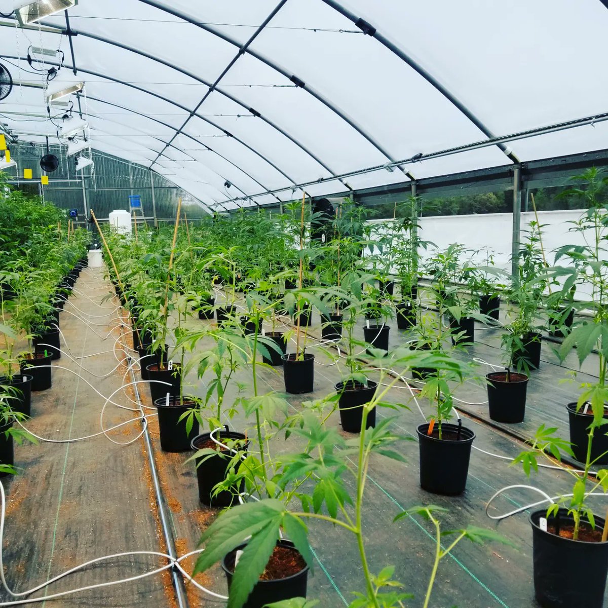 whitthemp's tweet photo. Hemp has changed my life in so my ways for the better!  Follow our story at https://t.co/W5YrroWZ0P (Friends and Family Sale 50% off!)
7 years as a Family Hemp Company and first in the state of North Carolina since 1938!  Continues today online at https://t.co/W5YrroWZ0P https://t.co/1SdvEMrgJg