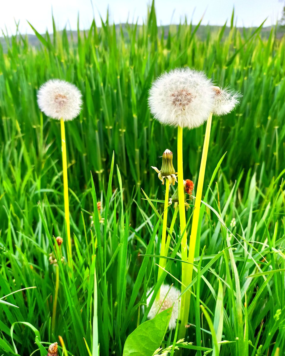 Frühling🌱
Spring 😍