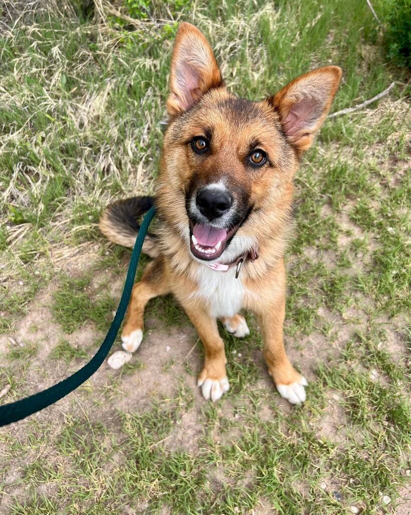 Well golly gee whiz, isn’t this the most cherubic face you’ve ever seen?! Luna’s bright eyes and sweet smile would warm even the coldest of hearts! Luna is a medium sized love muffin who came to the shelter as a stray. She was quite nervous at first but … instagr.am/p/CsZd53Tv4E9/