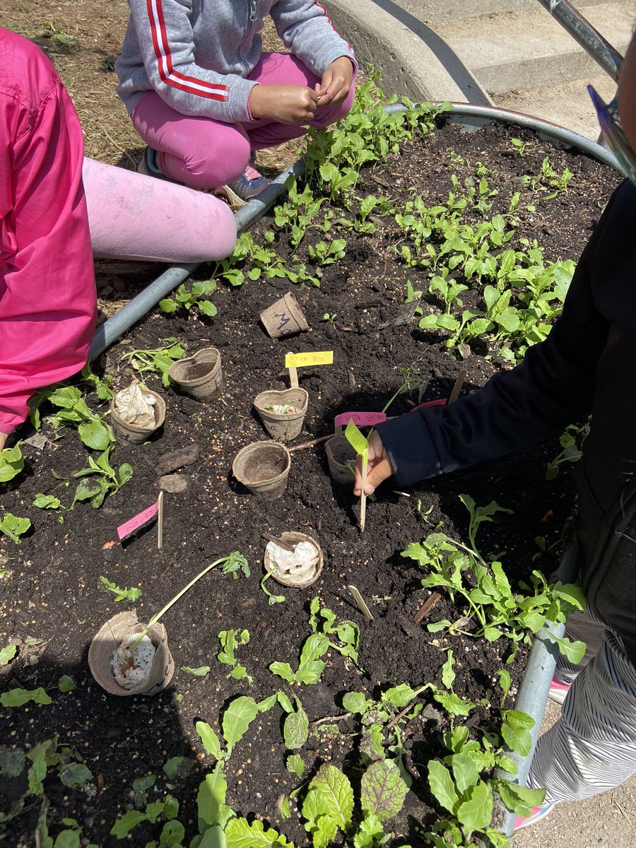 Our inquiry started from the story of “Jack and the Beanstalk” and it led to growing our own beanstalk using different beans and labelling them. What a fun learning! #TDSB #SMPS #inquirybasedlearning