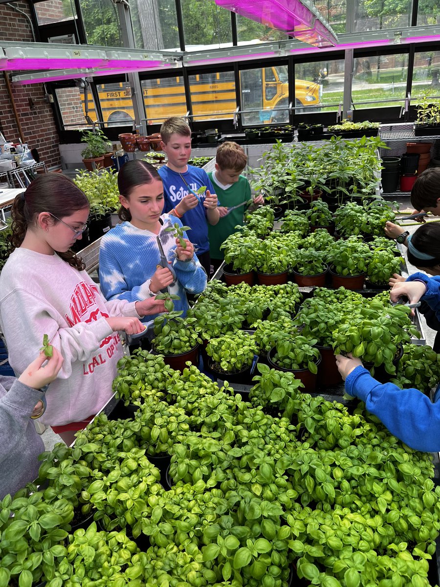 Bonnie Fodor (@mrsfodor4) on Twitter photo Green growers are pruning the basil pots in preparation for our Plant Sale on June 1st!🌱🌱🌱 <a href="/ms_merritt2/">Sarah Merritt</a> #RaviniaRocks #112Leads Green growers are pruning the basil pots in preparation for our Plant Sale on June 1st!🌱🌱🌱 <a href="/ms_merritt2/">Sarah Merritt</a> #RaviniaRocks #112Leads