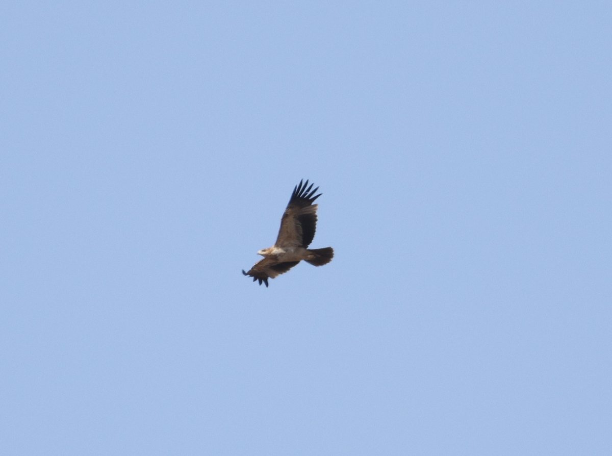 Final day in the Alentejo before heading to the coast. BLACK-EARED WHEATEARS, WHITE-RUMPED SWIFTS plus GOLDEN & SPANISH EAGLES were among the highlights. #BirdsSeenIn2023 #Portugal #BirdsOfTwitter