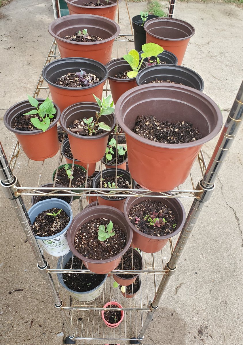 FarmageddonLLC's tweet photo. Trying to encourage self reliance.
These are some seedlings we have going. Can't wait!!!

 #garden https://t.co/JkPobS7gWN