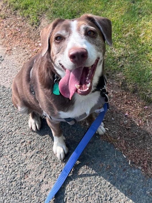 I'm looking for a mom or dad. 
Can I tell you a bit about me?
I'm a middle aged beagle/lab.
I'm neat....& well house trained if I do say so myself.  
I love fetching balls AND I love snuggling on the couch.
What do you say? 🙏🙏 
xxxxx Mabel
#AdoptDontShop