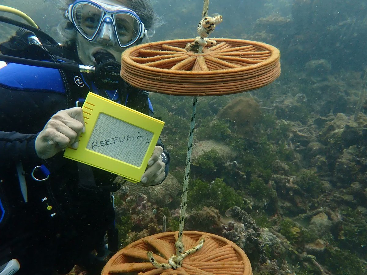 🎉 Congratulations🎉 @momedinamunoz on receiving the 2023 <a href="/ICRSCoralReefs/">International Coral Reef Society</a> 
Eminence in Research Award! "In recognition of a scientist for an outstanding body of research performed over an extended period of time" buff.ly/45efztD