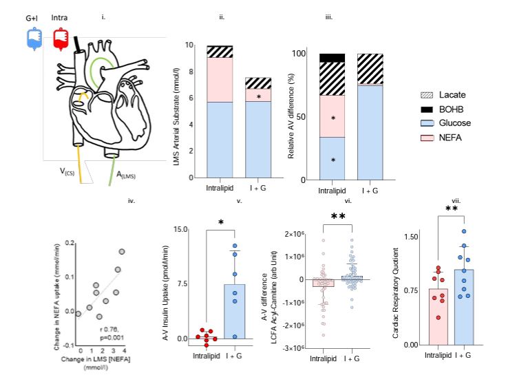 Circulation (@circaha) on Twitter photo #OriginalResearch In failing hearts, metabolic flexibility is maintained with switching to predominantly fat metabolism - and associated with increased contractility and improved myocardial energetics <a href="/cardiolewis/">Andrew Lewis</a> <a href="/c_t_rodgers/">Chris Rodgers</a> @drwillwatson #AHAJournals ahajournals.org/doi/10.1161/CI… #OriginalResearch In failing hearts, metabolic flexibility is maintained with switching to predominantly fat metabolism - and associated with increased contractility and improved myocardial energetics <a href="/cardiolewis/">Andrew Lewis</a> <a href="/c_t_rodgers/">Chris Rodgers</a> @drwillwatson #AHAJournals ahajournals.org/doi/10.1161/CI…