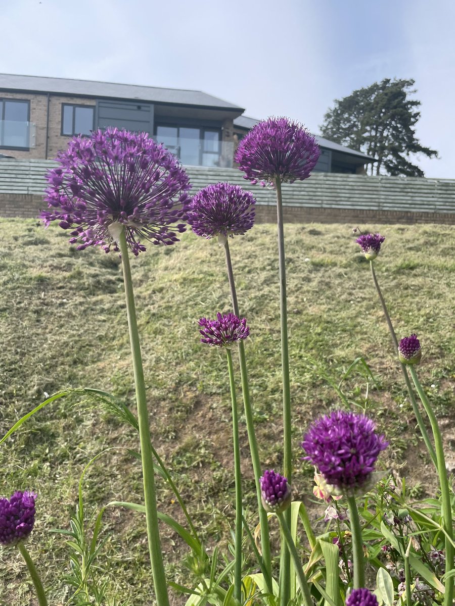 Our recently potted up planters in the Junior Playground are full of flowers. Great for pollinators and improving biodiversity for local wildlife. <a href="/WildNatureDinas/">Wild About Nature Dinas Powys</a> 🦋🐝🐌🐞🐛🪲🕷️