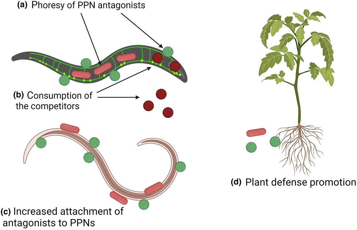New Phytologist on Twitter "Nematodes as suppressors and facilitators