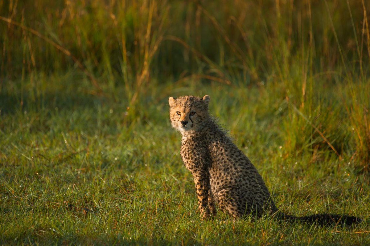 Very Very Cute Cub of Neema | Masai Mara | Kenya
#capturethewild #nikonasia #travelphotography #africansafari #discoverwildlife #discovery #excellent_wildlife #naturphoto #ourplanetdaily #wildlife_planet #animalelite #wildlifesafari #natgeo #nature_wildlife #destination_wild