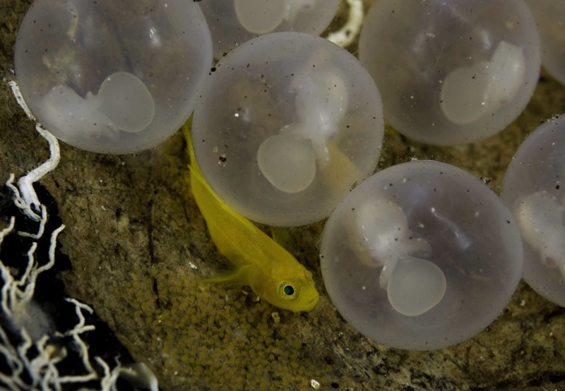 CephalopodToday's tweet photo. I love how cuttlefish eggs look like something you'd get from a toy capsule vending machine. https://t.co/JkPRll56i3