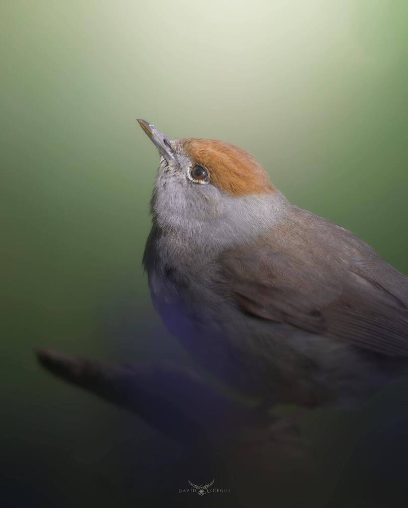 ObjectiuAlat's tweet image. Una bonica femella de Tallarol de casquet (Sylvia atricapilla). És ben evident el perquè del nom, oi?⚪️🟠
.
.
@nikoneurope Z6
@sigmaphotospain 150-600mm F5-6.3 DG DN OS Sports
@benroesp Mach3
.
.
#ocells_de_catalunya #icocells #ocellscat #ornitologia … instagr.am/p/CsZgw1frC9m/