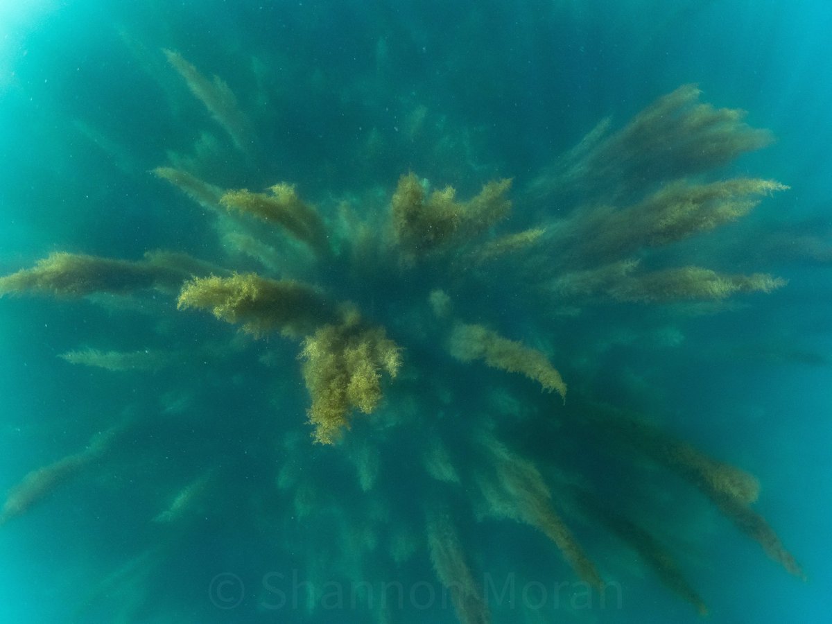 Invasive Wireweed (sargassum muticum) is really starting to take over in Falmouth bay. 

Much more coverage this year compared to last year.

#marineconservation #conservationphotography #wireweed #marinebiologylovers