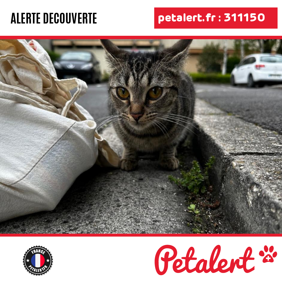 Trouvé #Chat #Marne #Reims #Petalert  #PetAlert51 / p3t.co/gsuxS