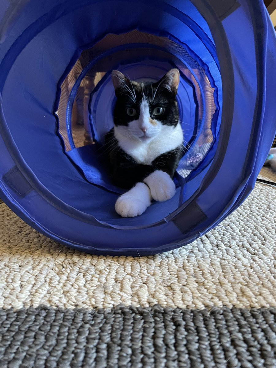 AnimalAddictsP's tweet photo. As mentioned on episode 122, we will be taking suggestions for our Listen’s Choice Poll for our final Wild Card animal month. Since this will be the final month before the podcast comes to an end. Tiger-Lily will now be taking suggestions. Please reply in the comments. https://t.co/IQo23yFPpm