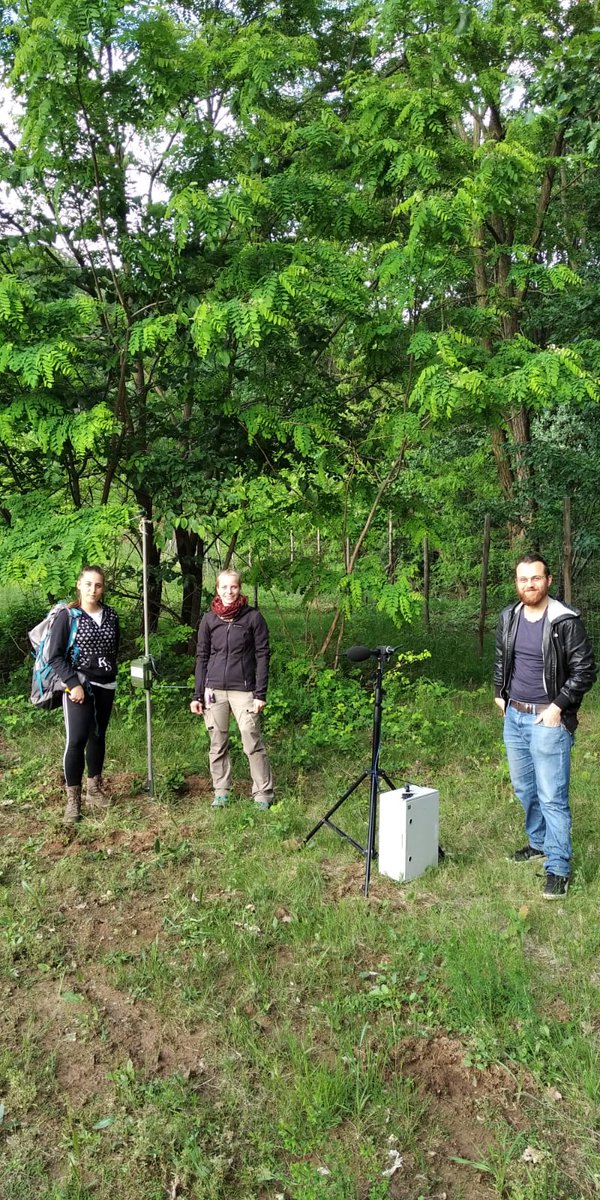 A new field season begins 🦇
What are the effects of anthropogenic noise on bats?  
How long do these effects last?
#chiroptera #noise #bats #research #unito #dbios