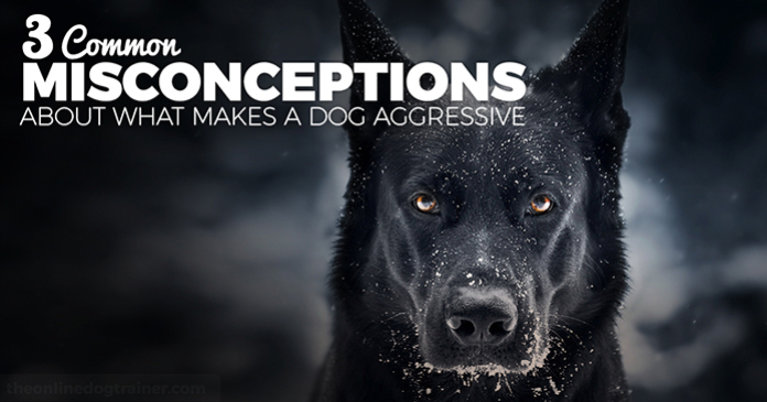 #ad #australianshepherd #aussie #dogtraining #puppytraining #aussielovers

3 Common Misconceptions About What Makes a Dog Aggressive 🐾💖🎓
bit.ly/2todt-misconce…