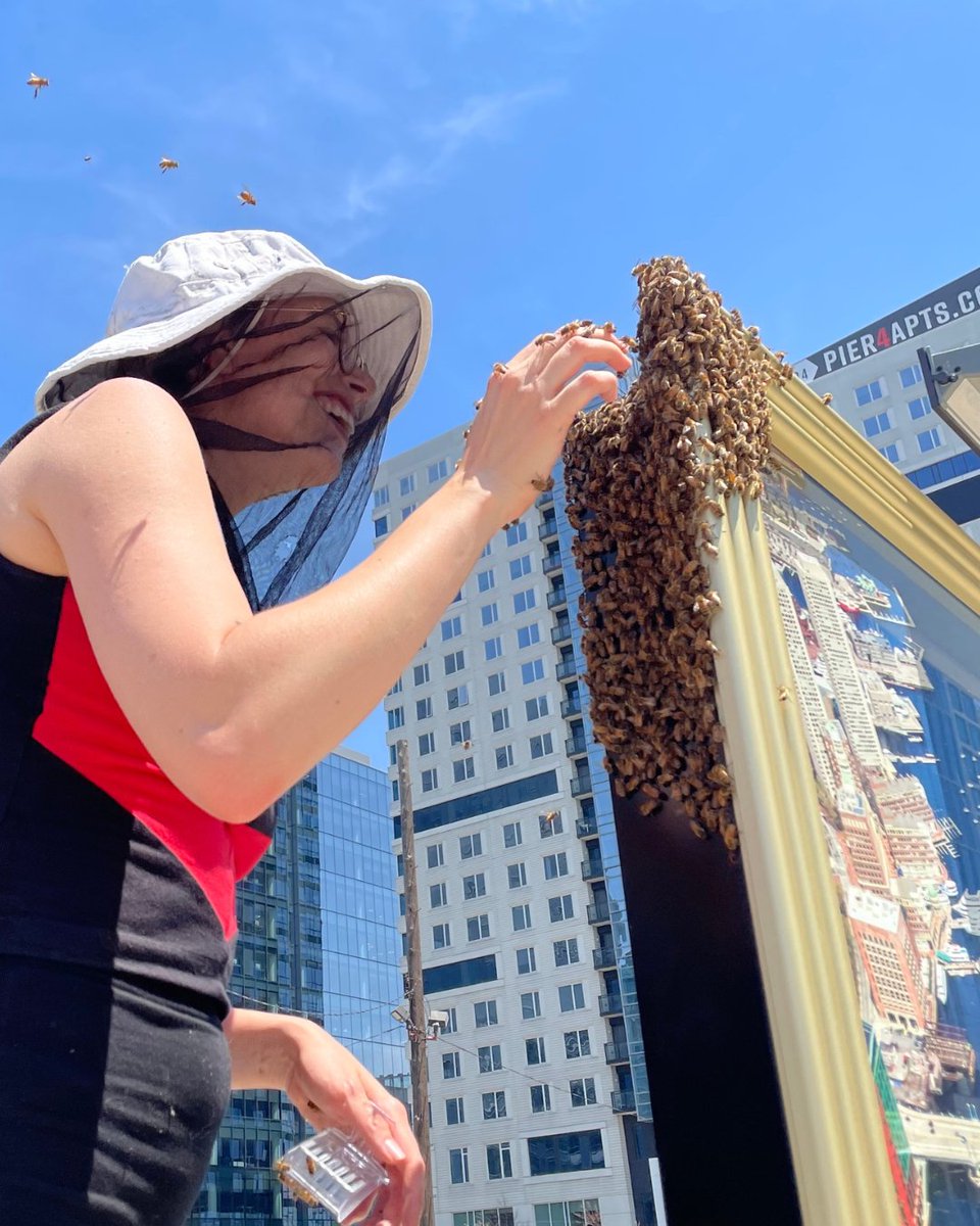 Seeing a swarm up close can be a fascinating and sometimes intimidating sight, but as beekeepers, we love seeing a swarm. It's a natural process that signifies the strength and health of a hive--and shouldn't be feared! #HoneyBees #BeeSwarm #Pollinators