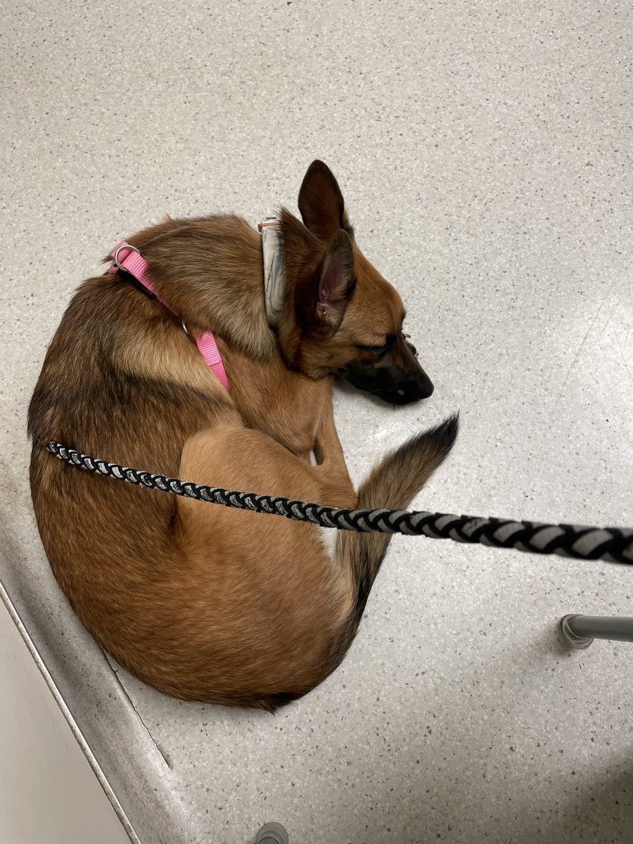 MntGoatEnri's tweet photo. Well I had yet another #vet appointment today. Turns out I have pretty bad #anxiety and mom wants me to feel better so now I have to take medicine! Here’s to feeling more #confident! 
#anxiouspuppy #anxietysucks #prettygirl #puppy #DogsofTwittter #PuppiesofTwitter #goodgirl #love https://t.co/M8OHvybiOX