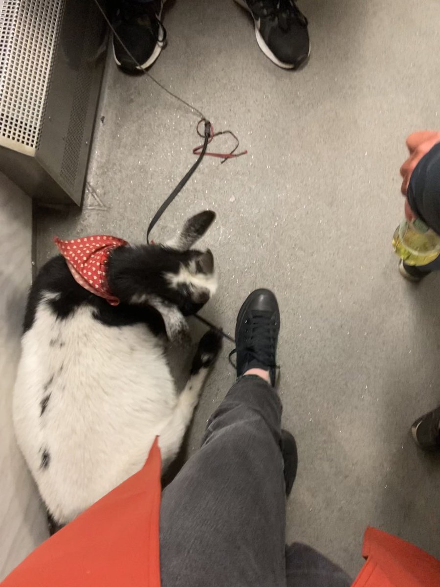 s timhle kozlem (a jeho panem) jsem se uz parkrat potkala. ale dnes mi chtel sezrat nejdriv kabat a pak tkanicku! a ja se ptam: mel by v mhd nosit kosik, stejne jako pes?