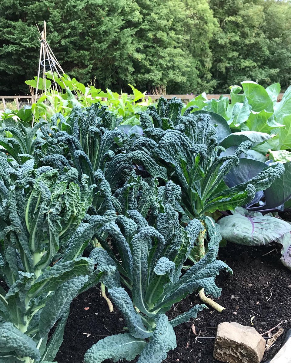 space to grow mental health growing project tweet media