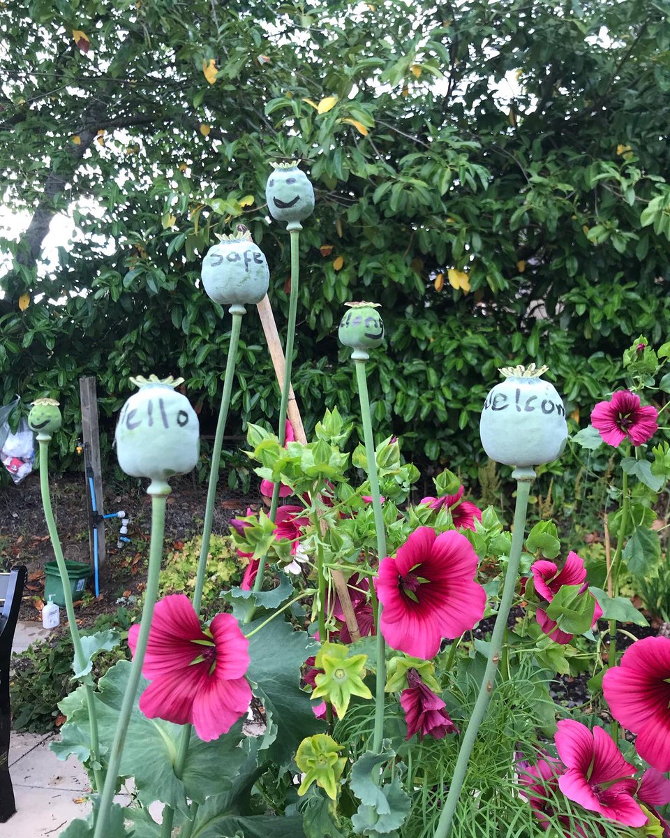 space to grow mental health growing project tweet media