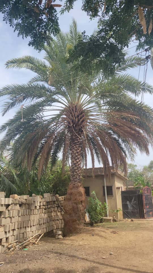 borderlessciti's tweet photo. In 1999 in #Bolgatanga #Ghana,saw a young lady selling #dates called her over n bought everything she had. Told me dates were from #Niger.Returned 2 my village #Namoo, ate the dates with my landlord,Mr.Tony,we decided to plant the pitts n 20 yrs later, here is one of the trees! https://t.co/R6QVKZRaUp