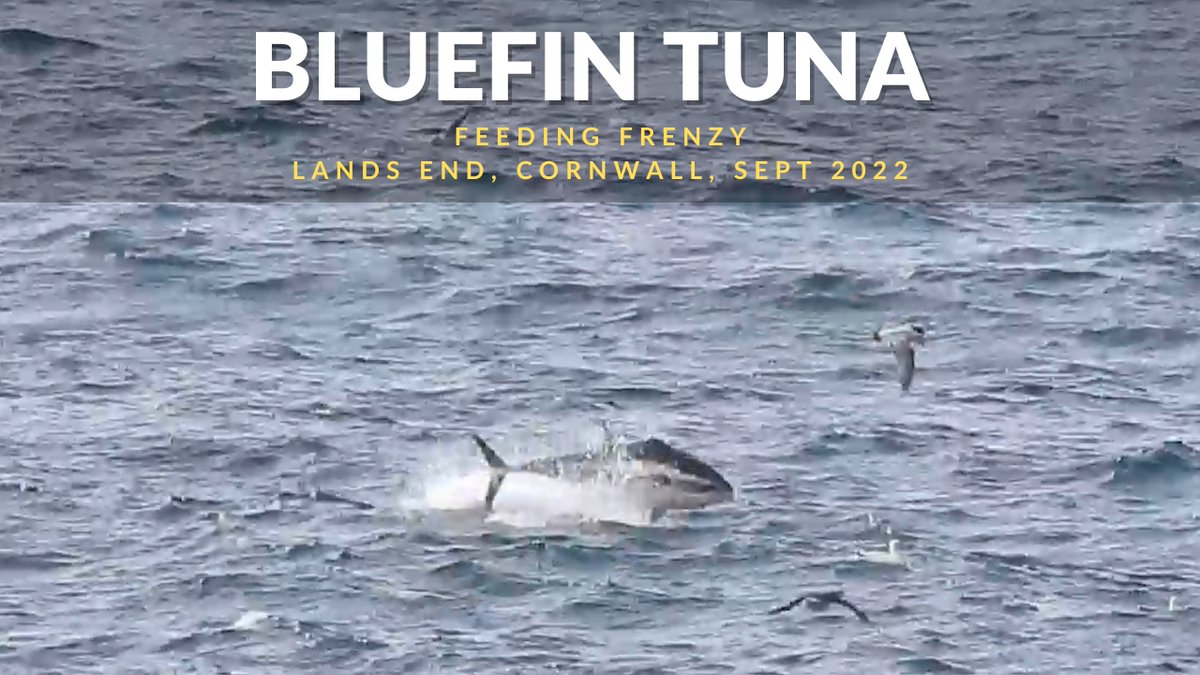 Bluefin Tuna Feeding Frenzy, Lands End, Cornwall Sept 2022

#bluefintuna #fishing #tuna #tunafishing #yellowfintuna #bluefin #offshorefishing #fish #mahimahi #saltlife #cornwall #landsend 

👉 Watch My Video Here: youtu.be/MvspFH0sd-A