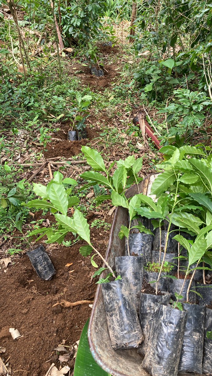 A fin de mes llevaremos cafecito de <a href="/MUUSACAFE/">MUSA CAFÉ</a> a la CDMX, si deseas adquirir manda un DM. Obviamente con tu compra ayudas a renovar este sistema agroforestal llamado cafetal. 
También nos ayudas mucho con un RT.