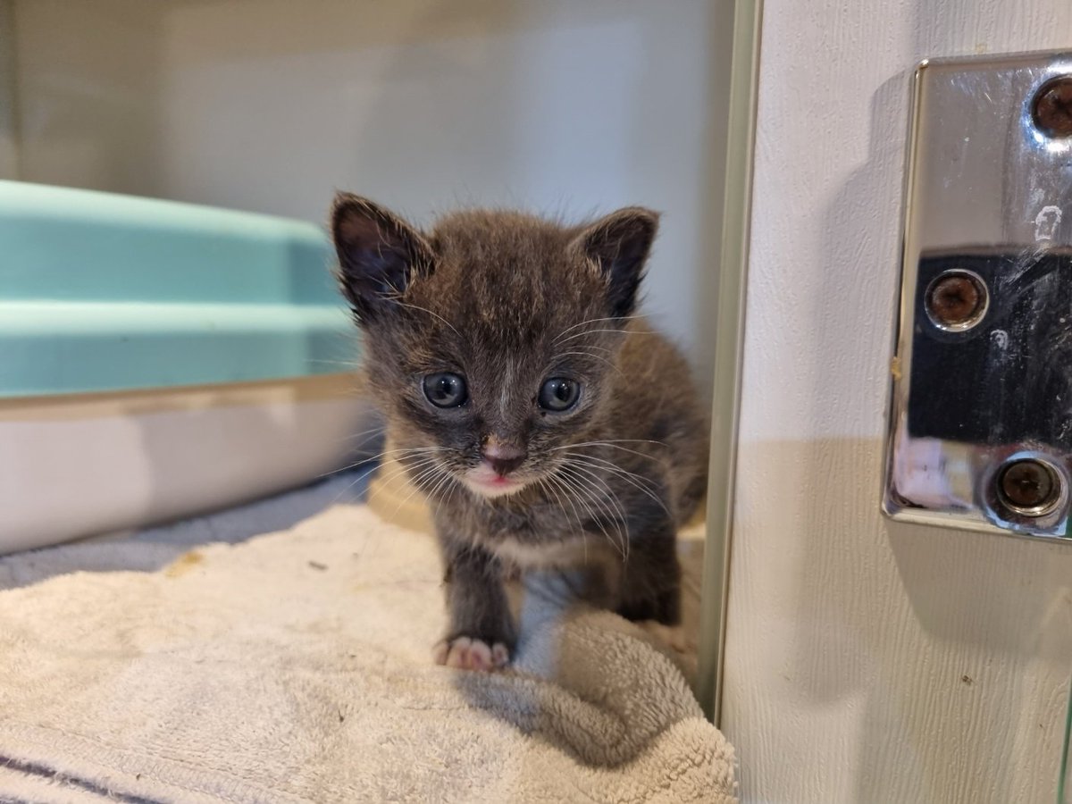 flyingpetclinic's tweet photo. [입양홍보] 엄마 젖 바로 떼고서 밥 잘먹으며 쑥쑥 큽니다. 가족을 찾아요. 먹고 자는 게 일상입니다. https://t.co/oKeBLPFVWC