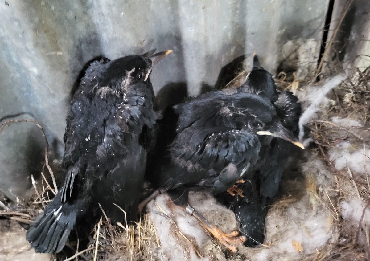 GlengarriffWood's tweet photo. Cork Chough Project Day 7 2023: Chough chicks colour-ringed for the first time on an island during the three years of project! #HeirIsland I also ringed two recent fledglings reported by a farmer who found them in his busy cattle shed this morning #TurkHead 
Days 1-6: @SamBayley2 https://t.co/wQiMHuyw3s