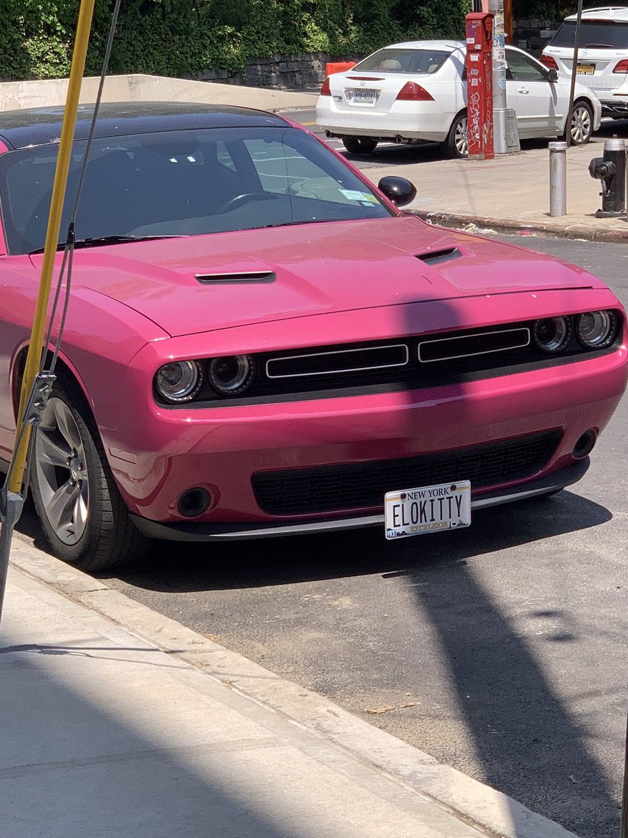 british people when they see a cat: