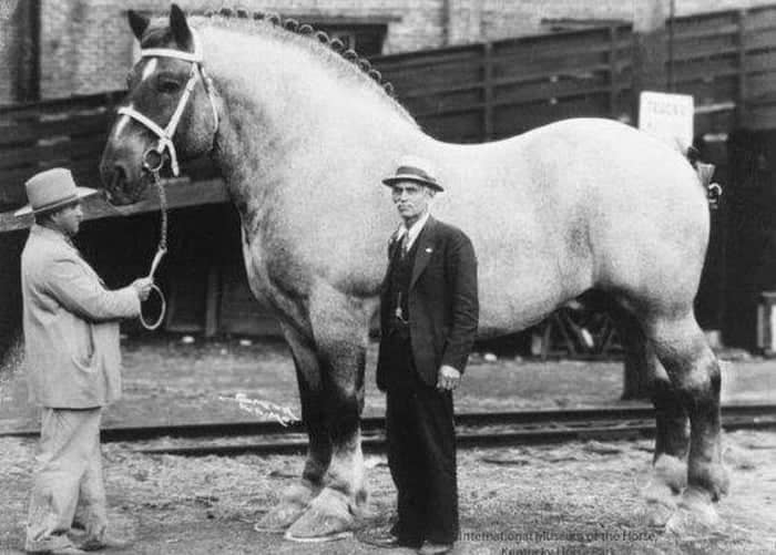 @Figensport the largest horse ever was Sampson. here is a picture of him.

the image above was made by an AI