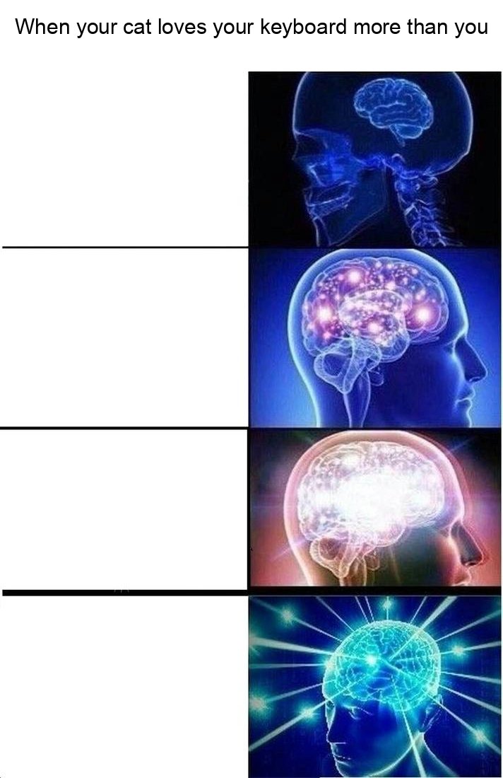 MemeThisBender's tweet image. Picture: A cat sitting on a keyboard with a frustrated face.

Caption: When you're trying to work from home, but your cat thinks the keyboard is his throne. #WorkFromHomeStruggles #CatBoss