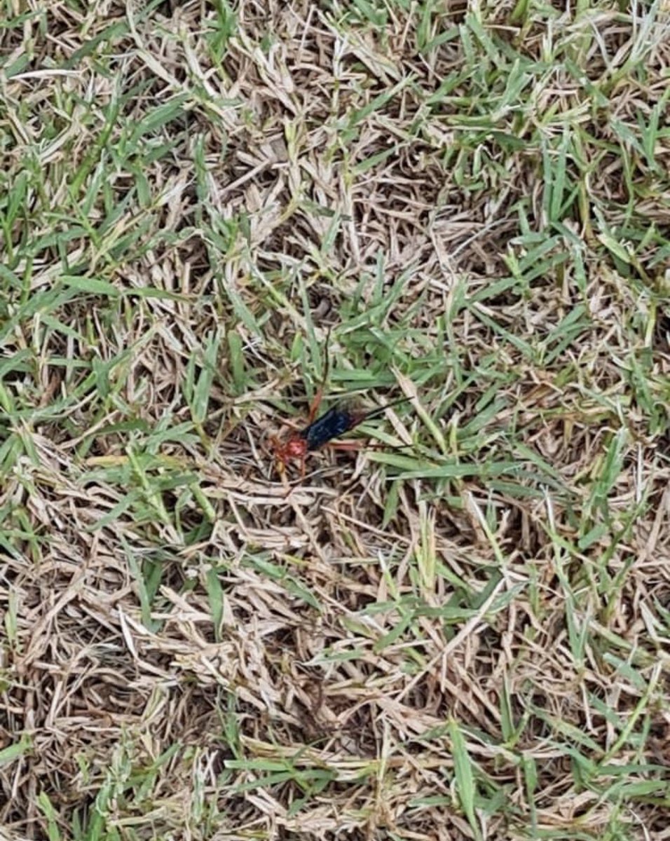 In Brisbane, assassin bugs are prevalent and known for their nasty bites. Having your lawn sprayed is an effective preventive measure to reduce their presence. #sunnystatepestcontrol #pestcontrol #assassinbug #lawn #treatment #usethebest #happyfriday #brisbane