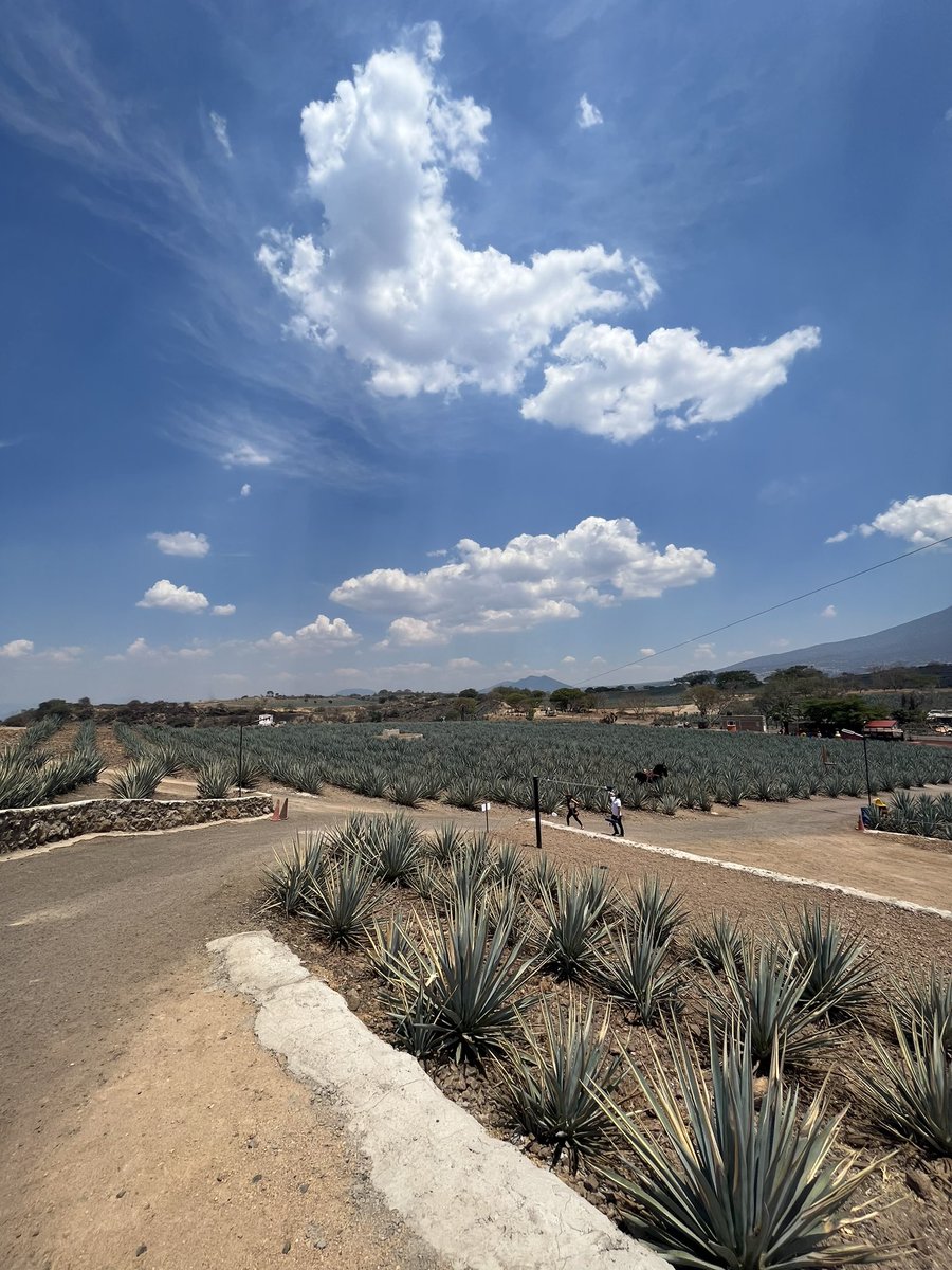 xitlalyabigail's tweet photo. 📍 Tequila, Jalisco 🇲🇽 https://t.co/SAHolfiSCp